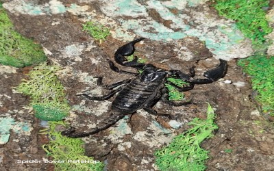 ASIAN FOREST SCORPION/ HETEROMETRUS CYANEUS 6 instar